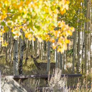 More deer than people in camp late September