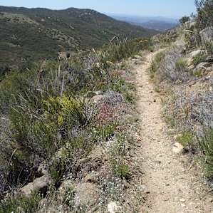 PCT near Cibbets Flat.