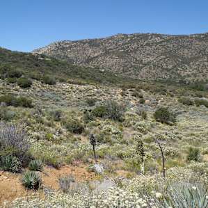 PCT near Cibbets Flat.