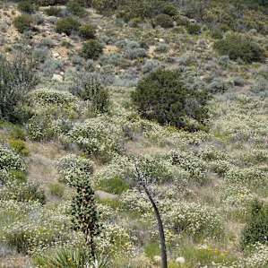 PCT near Cibbets Flat.