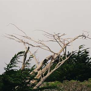 Tree at the battery up the hill