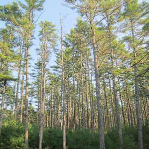 Thin trunk trees.. just the right size to hug if you're a hippy... ;)