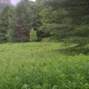 A young buck deep in the forest.