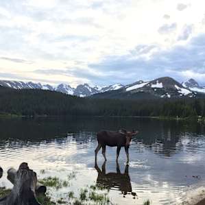 A moose reflects on what makes life great.
