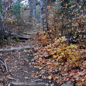 There is a small little trail just outside of the campground that takes you down to a main dirt road following this road leads you to the trail where people will start the Narrows hike from top down).