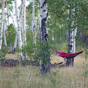 Fall was just around the corner and these aspens would soon be in full bloom!