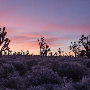 Mojave Mojave