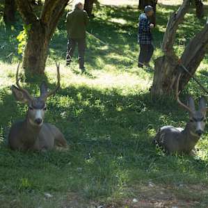 Deer and apple pickers in orchard next to the campground in Sept
