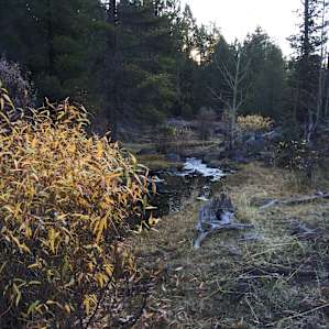 lovely fall foliage