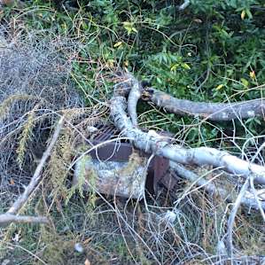 Overgrowth and fallen trees has taken over the campsite. That's an old camp stove.