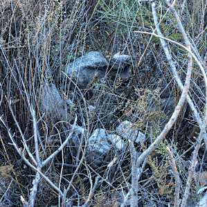 Another fire ring that has been taken over by plants. This fire ring was bout 6 feet from my tent.