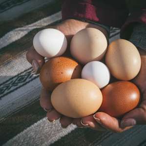 FARM FRESH EGGS!