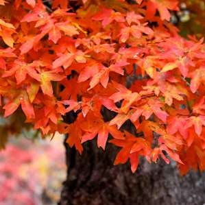 Lost Maples Hike In Campground