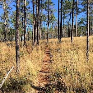 Torreya Campground