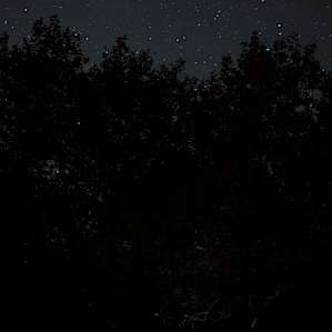 Camping under the twin Sycamores.
