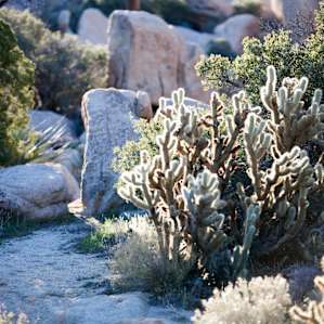 Cactus among a nearby trail.