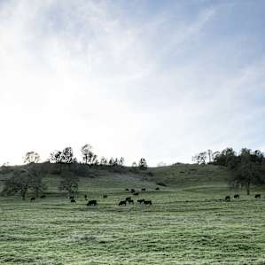 Cows abound on the way to the site and are definitely worth stopping to enjoy.