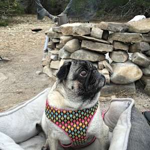 Pugs love it here too