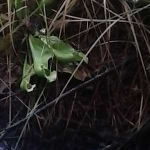 Pitcher Plant in Brendan Byrne State Forest