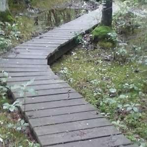 On of the boardwalks in Brendan Byrne State Forest