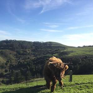 These guys are big and hairy but so sweet!