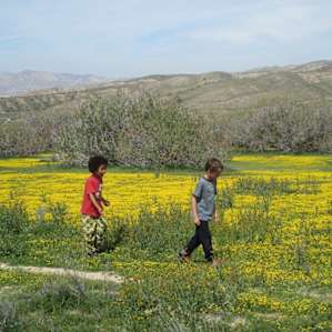 These yellow weedy flowers are everywhere, it's beautiful.