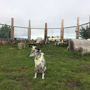 Zoey dog keeping watch