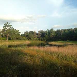 Hidden Pond as seen from the Florida Scenic Trail - part of the Ocala National Forest