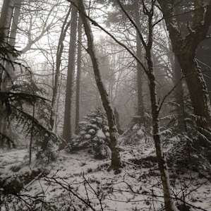 near the top of Mount Moosalamoo in November