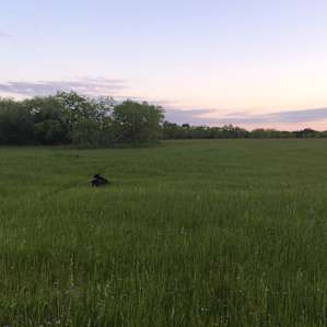 Our puppies loved playing in the tall grass- they followed the trail that the horse had left on the property.