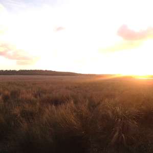 Hopkins Prairie near sunset