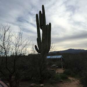 Cholla Campground
