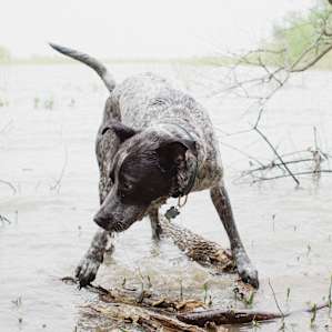 Bring the pups.