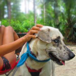 Alexander Springs Recreation Area and Campground