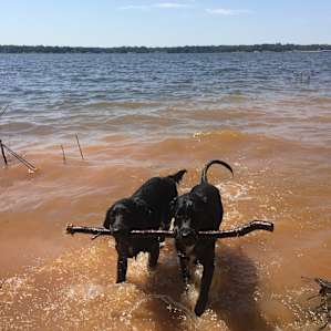 Pups aren't allowed in the public swimming area(located by the fishing dock), but here they were able to play till their little hearts were content
