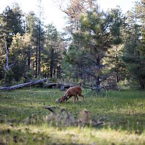 Beautiful Mogollon Rim camping area!