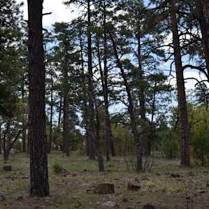 View from our site looking towards the cliff egde (we were on the west side of the campground, away from the edge)