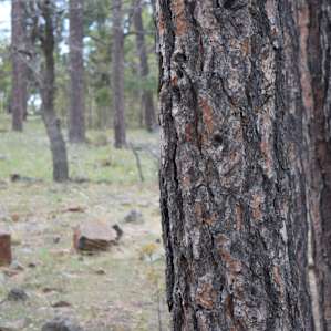 Endless ponderosa pines.