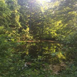 The pond!
