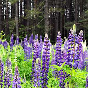 Purple lupins flood the meadows on Madeline Island, in Lake Superior.