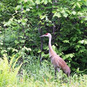 Sandhill cranes call Madeline Island, in Lake Superior, home. This crane wandered into Big Bay's campsite when I stayed there in early June.