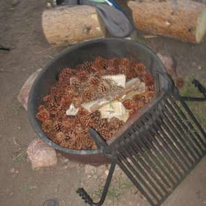 Plenty of pine cones