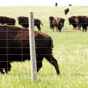 Buffalo enclosure near the Fort Pierre National Grasslands. Don't freak out when, after the sun goes completely down and it's lights-out, you hear distinct munching sounds right outside your tent. Everyone's friendly hereabouts.