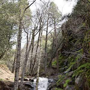 Cascade in the North Campground