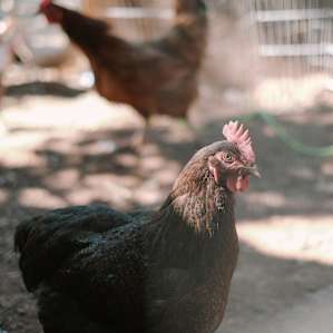 Chicken tend watch over the garden.