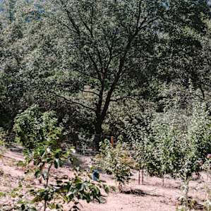 Pano view of the garden and chicken coop