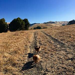 Our dogs loved roaming the area