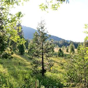 View of the meadow