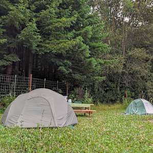 Orchard campsite, redwood grove in the background.