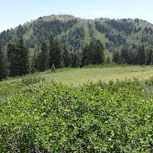 Listen to the sound of the wind rippling through the aspen trees... Hike past Alpine meadows then cool down in the shade of evergreens 40 ft and taller!